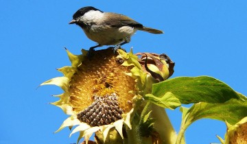 bird damage sunflower